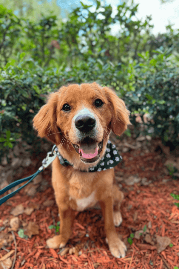 Red and white dog with black bandana